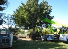 Kwikfynd Tree Management Services
devonhills